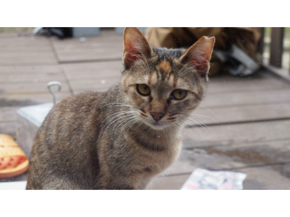 甘えんぼひざ乗り女の子