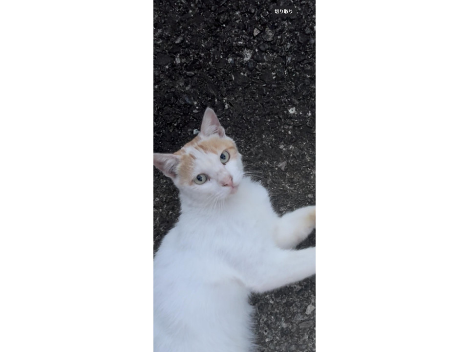 人にすりすり足ふみふみ
