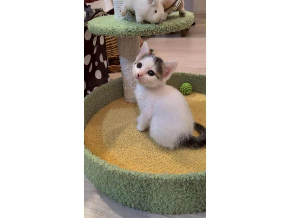 2匹姉妹甘えん坊の可愛い可愛ひばりﾁｬﾝ