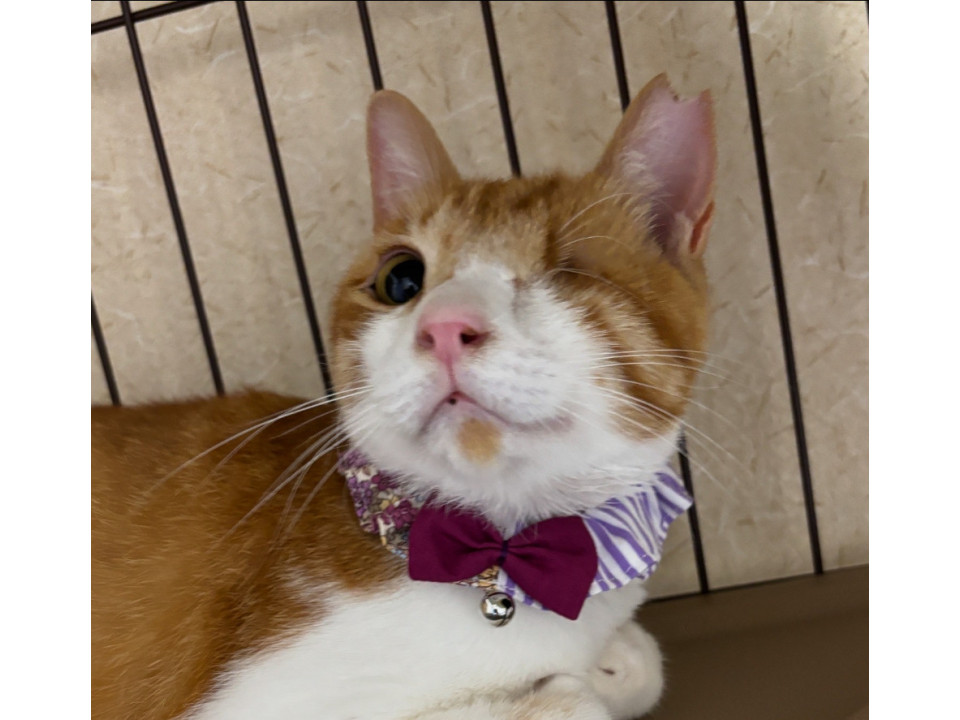 珍しい茶白女の子甘えたちゃん