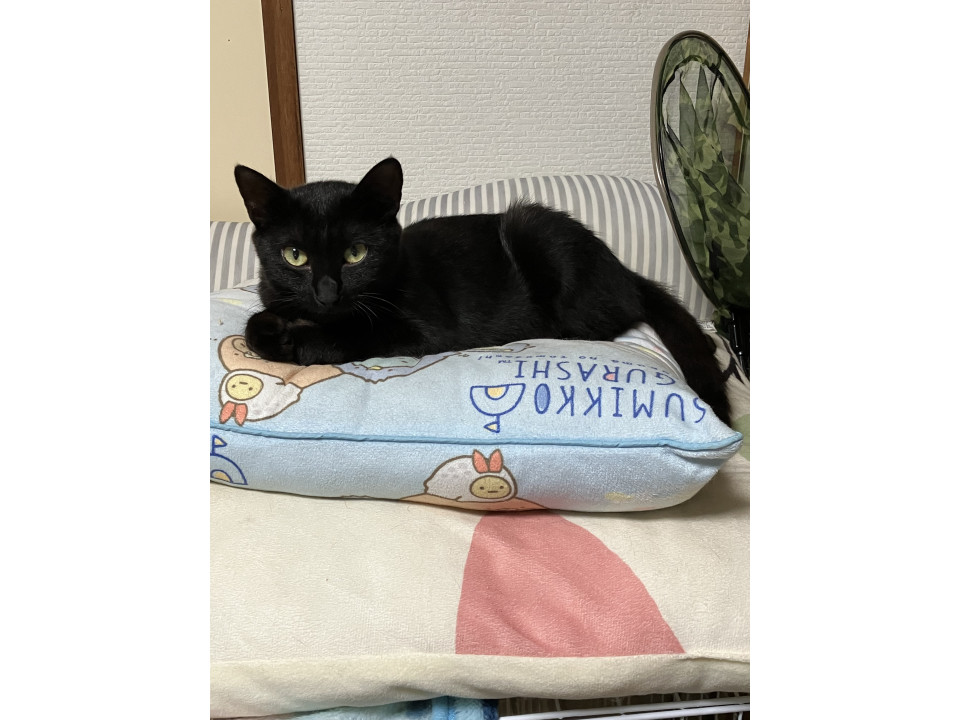 小柄な黒猫さんです。