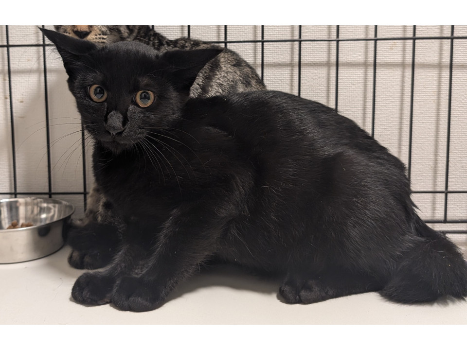 綺麗な黒猫くん見学随時受付中!