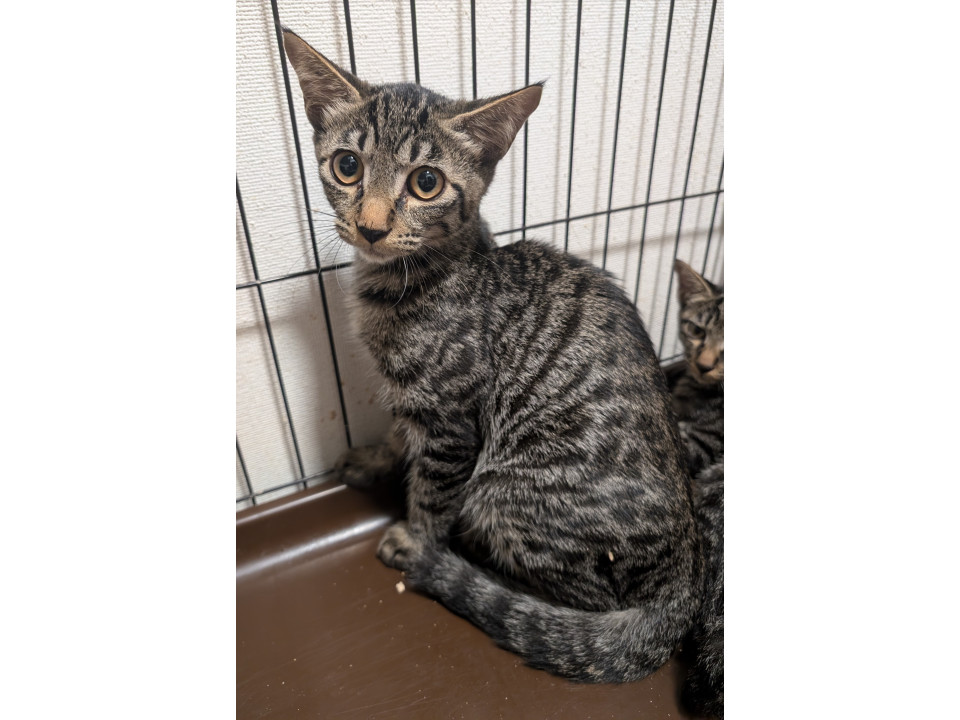 大人しいサバトラくん見学随時受付中！