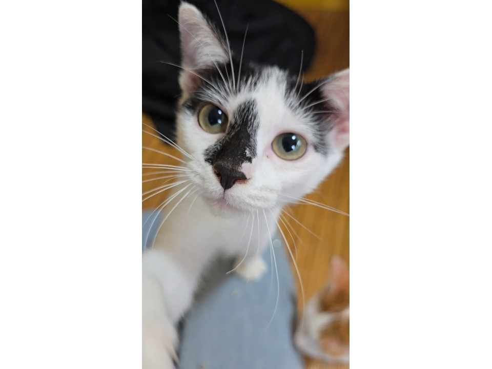 3ヶ月半の美猫ちゃん