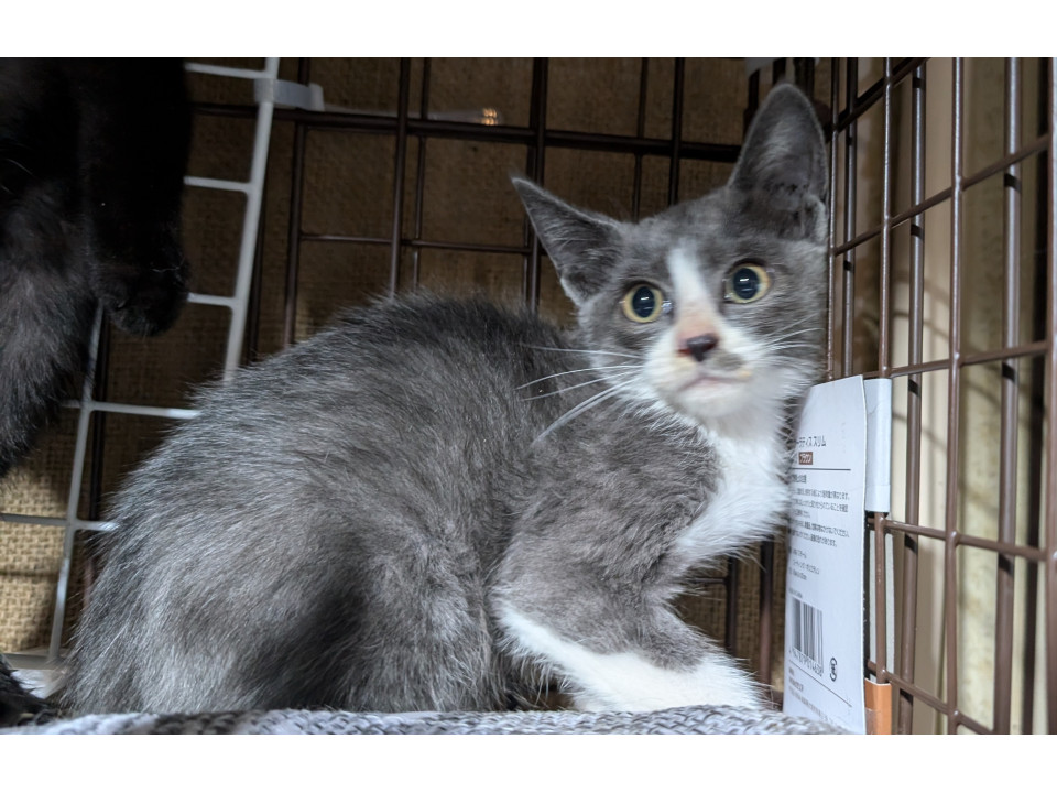 可愛いグレーちゃん見学随時受付中!!