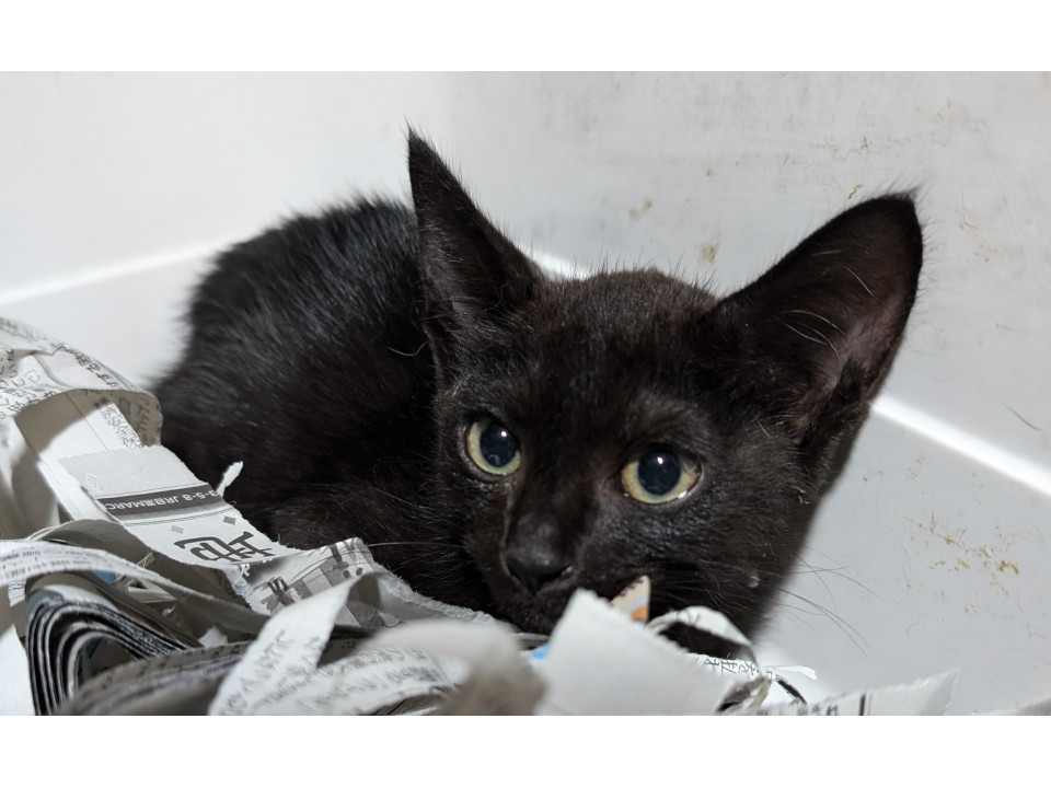 可愛い黒猫くん
