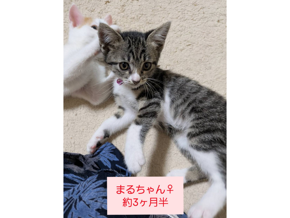 3ヶ月半の可愛いキジシロ
