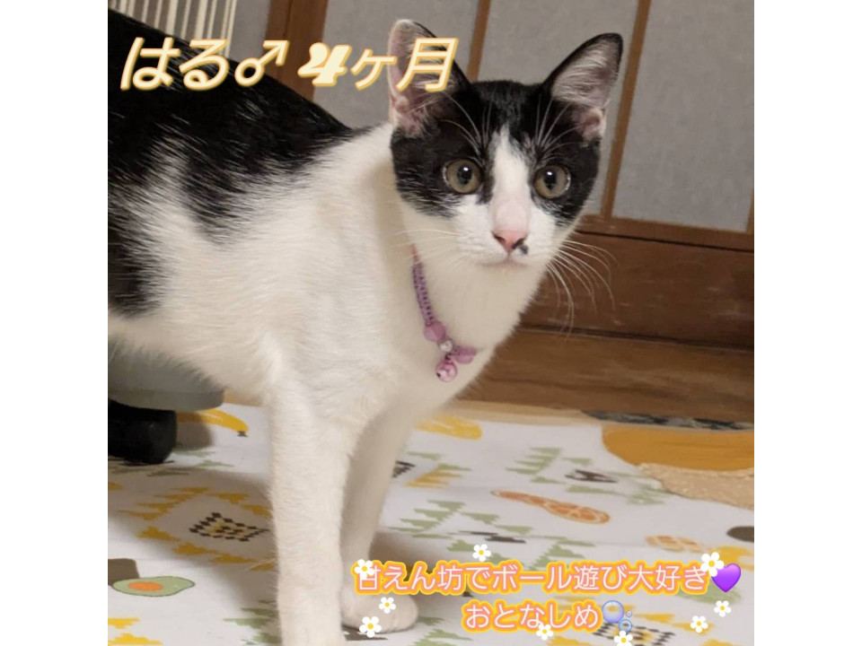 生後4ヶ月の美男子はるくん