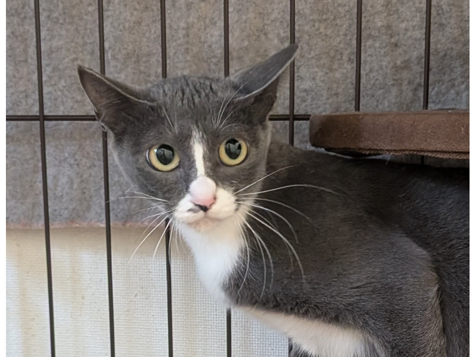 小柄で顔ちっちゃあな美猫