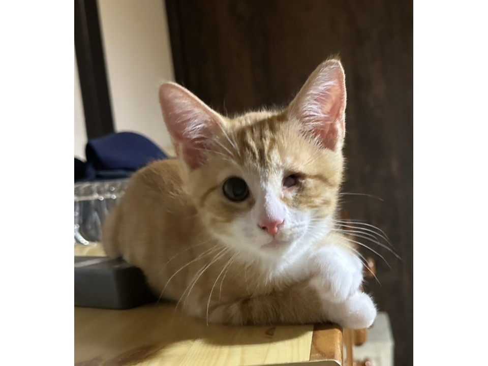 元気いっぱい「まもる」くん家族募集中