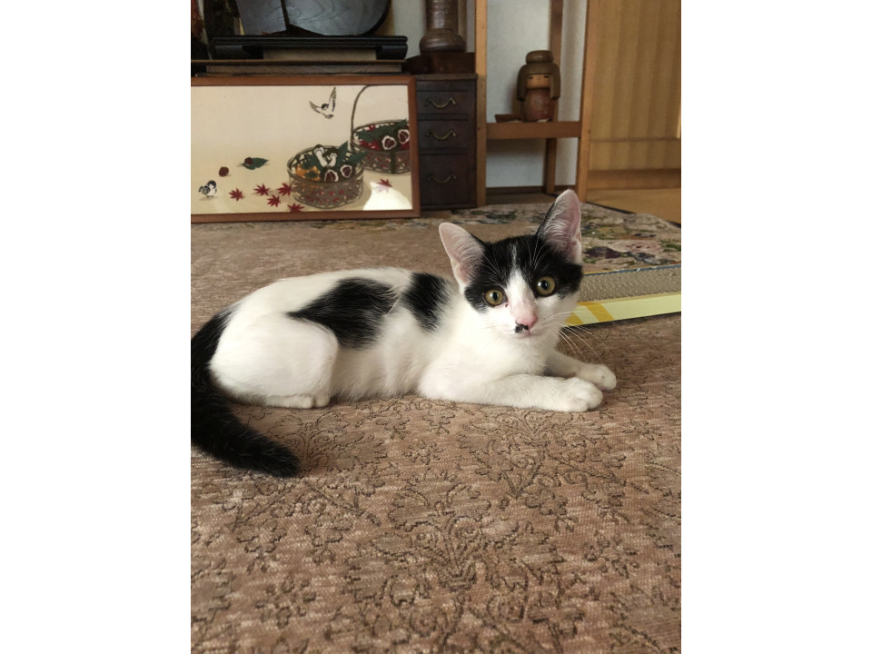 お遊び大好きで、ほくろがチャーミング!