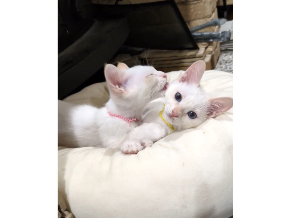 ブルーアイの白猫♡甘えん坊