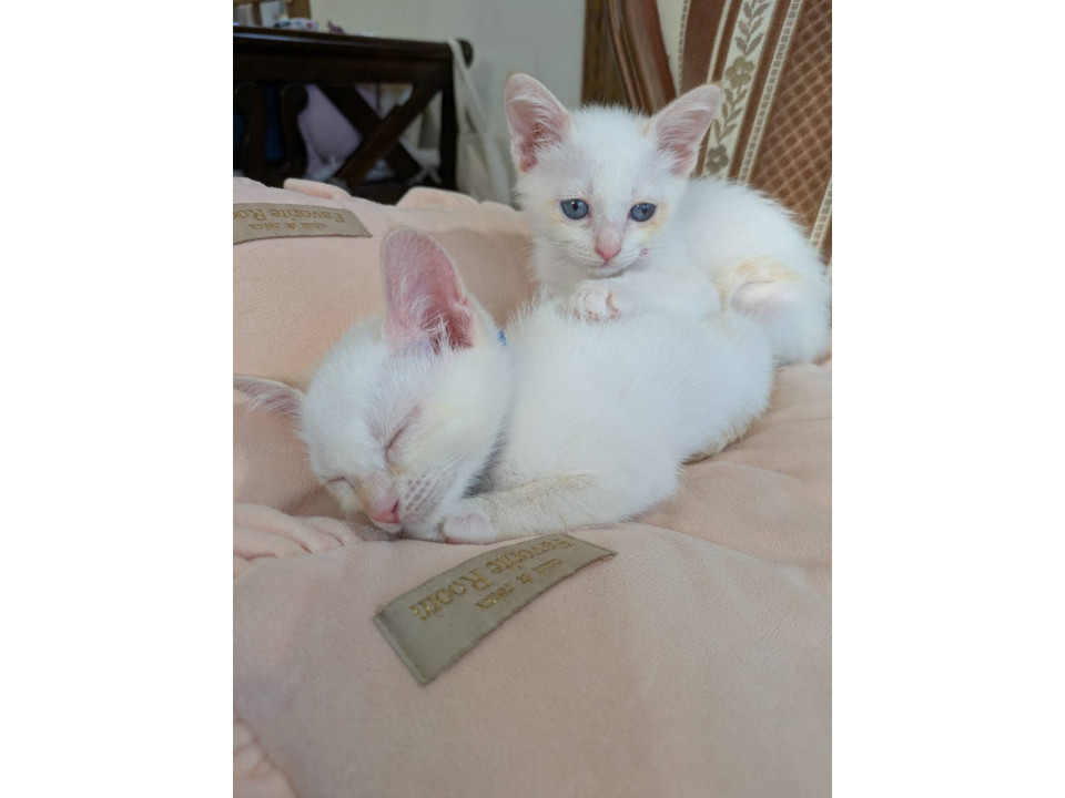 ブルーアイの白猫♡甘えん坊