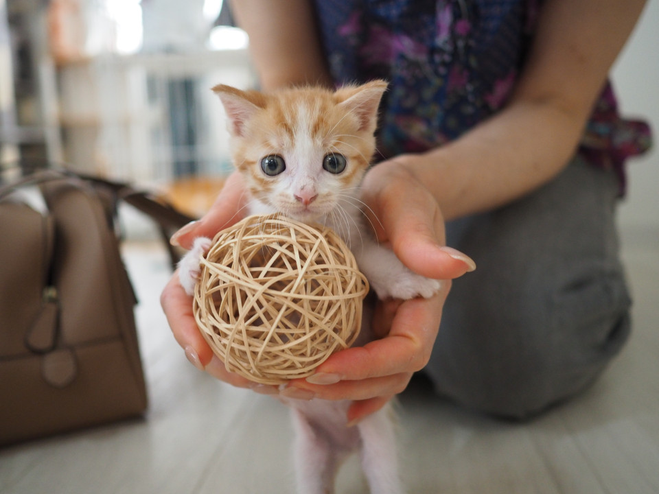 ミミィちゃん人も猫も大好き