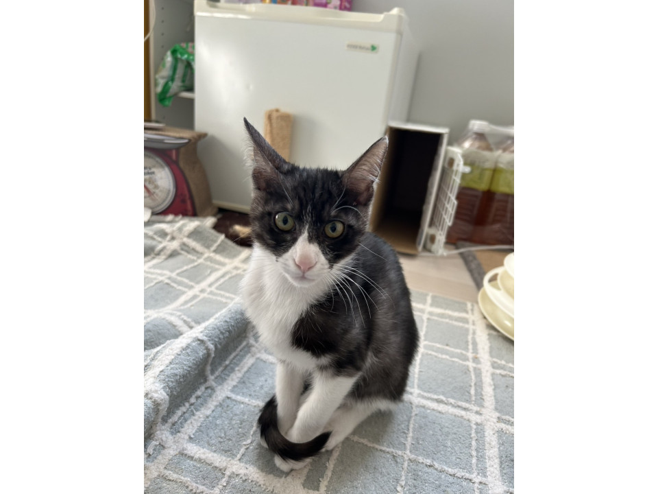 濃いグレーマスクのアンディくん