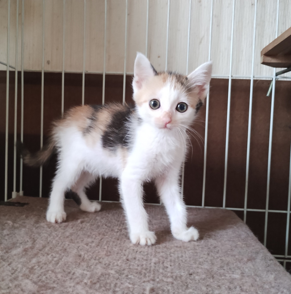 可愛い三毛猫ちゃんです