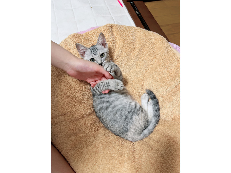 人も猫も大好きなグレーベージュの男の子