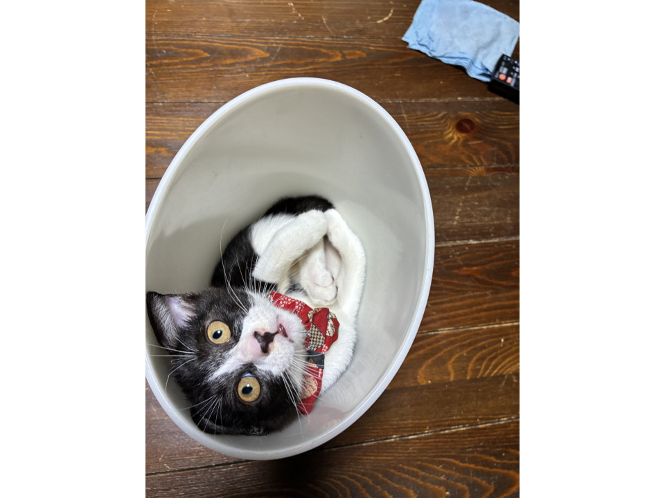 七夕の日に保護された「星七(セナ)です。