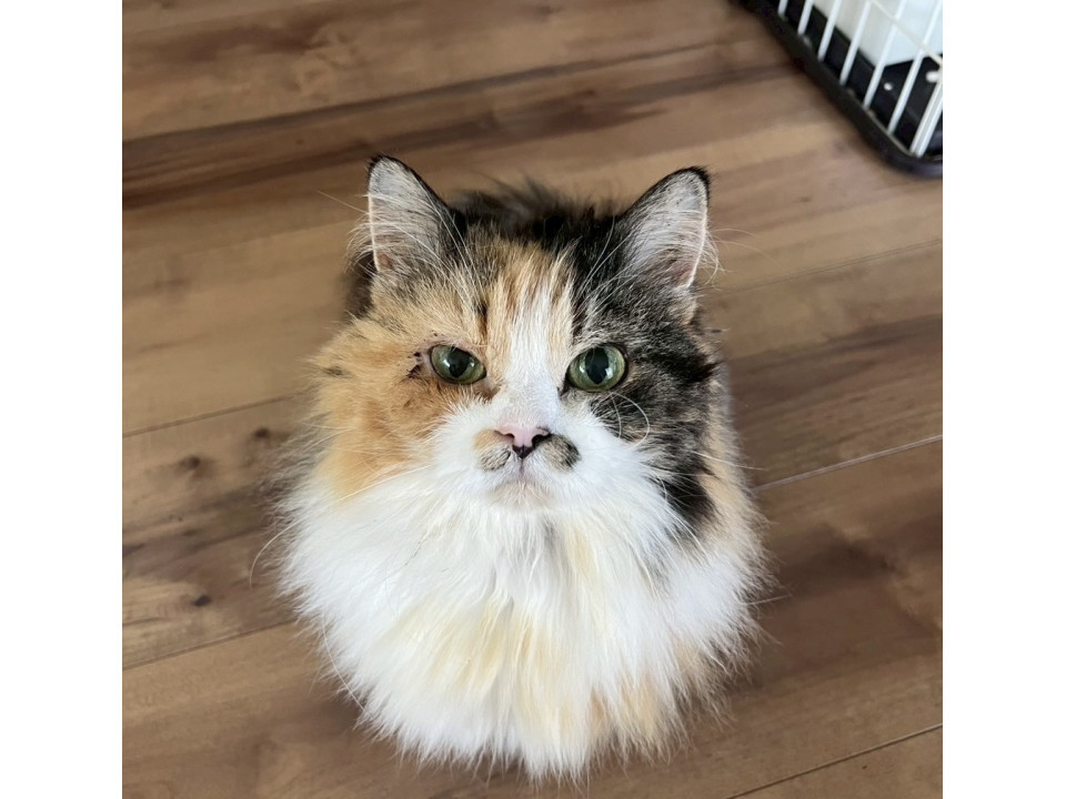 ９歳マンチカンるるちゃん里親募集！