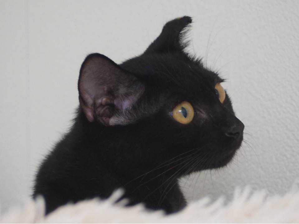 ルナ 家猫修行順調\♪♪/
