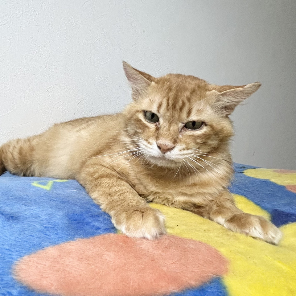 優しい茶トラの男の子