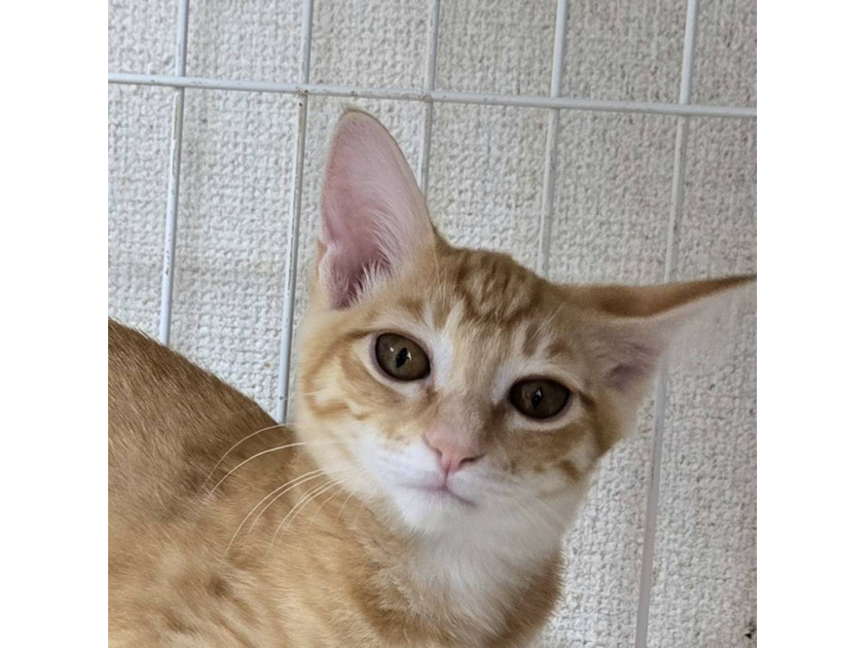 9/21カインズ浦和美園参加 かほちゃん