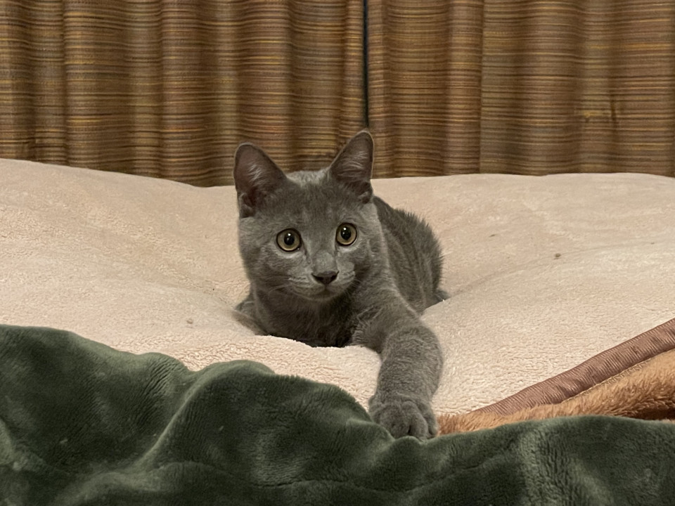 ロシアンブルーみたいな美猫