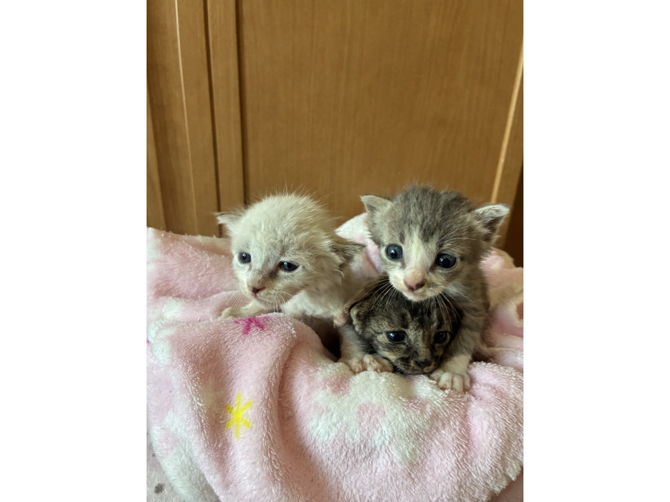 きょうだい猫❣️薄キジちゃん‼️