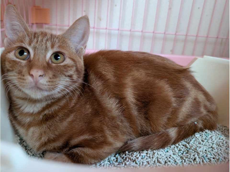 リリースする人慣れした子猫達