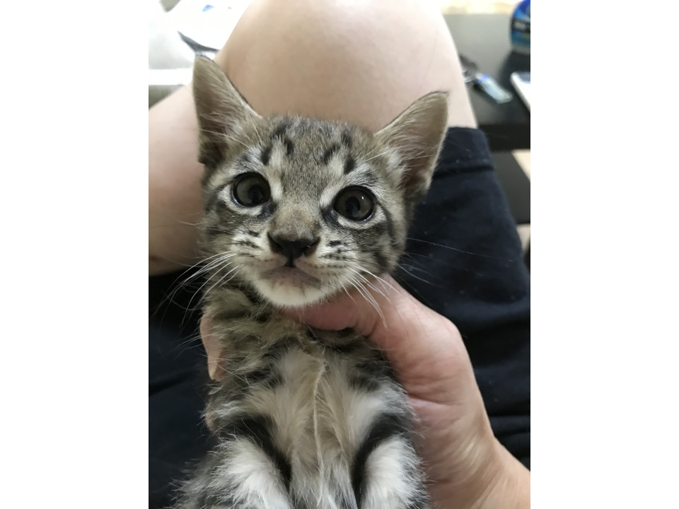黒猫1ヶ月半メスとキジトラ2ヶ月のオスで