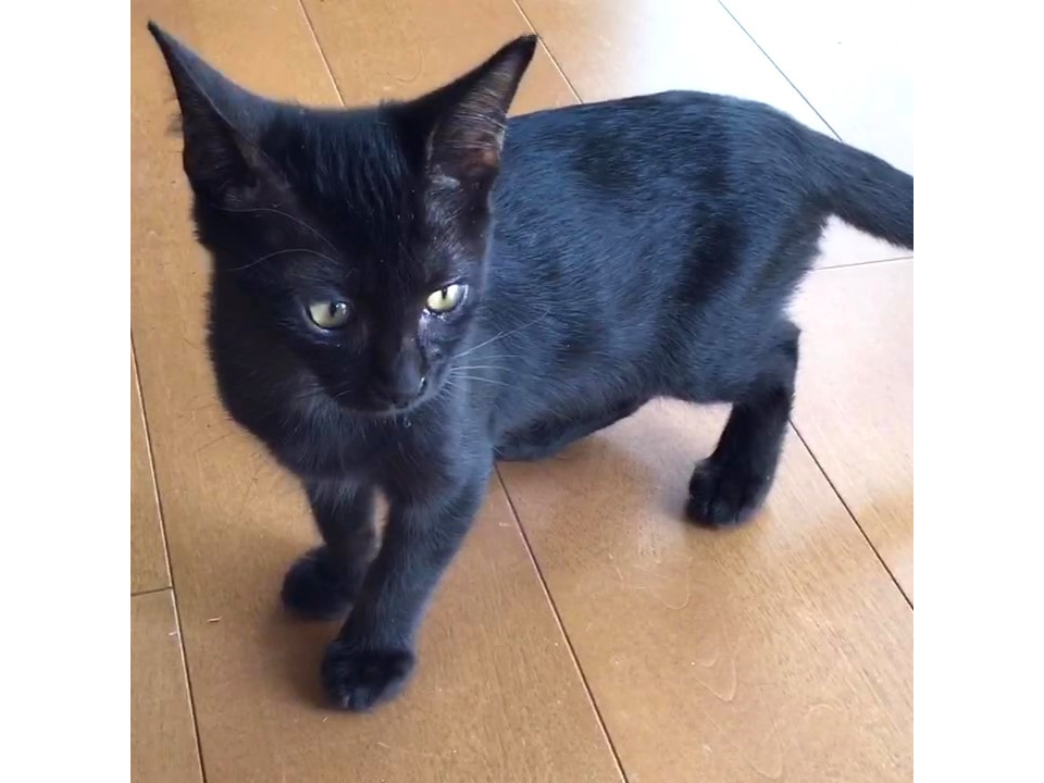 食欲旺盛な元チビクロくん