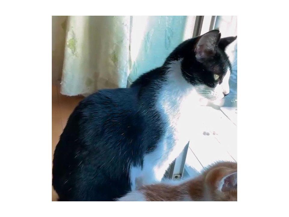 白黒美人のナナオちゃん