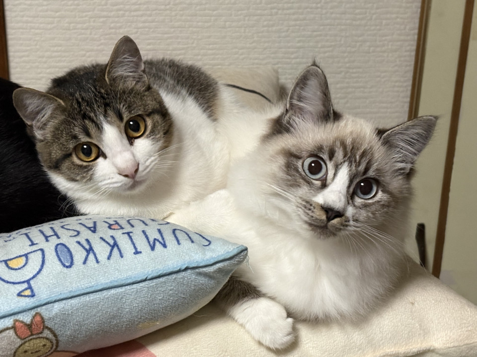 ２匹一緒に迎えてもらえませんか。