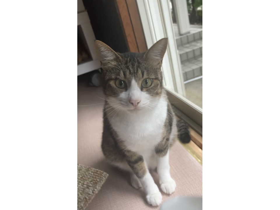 2歳くらいのかわいい男の子猫ちゃんです♪