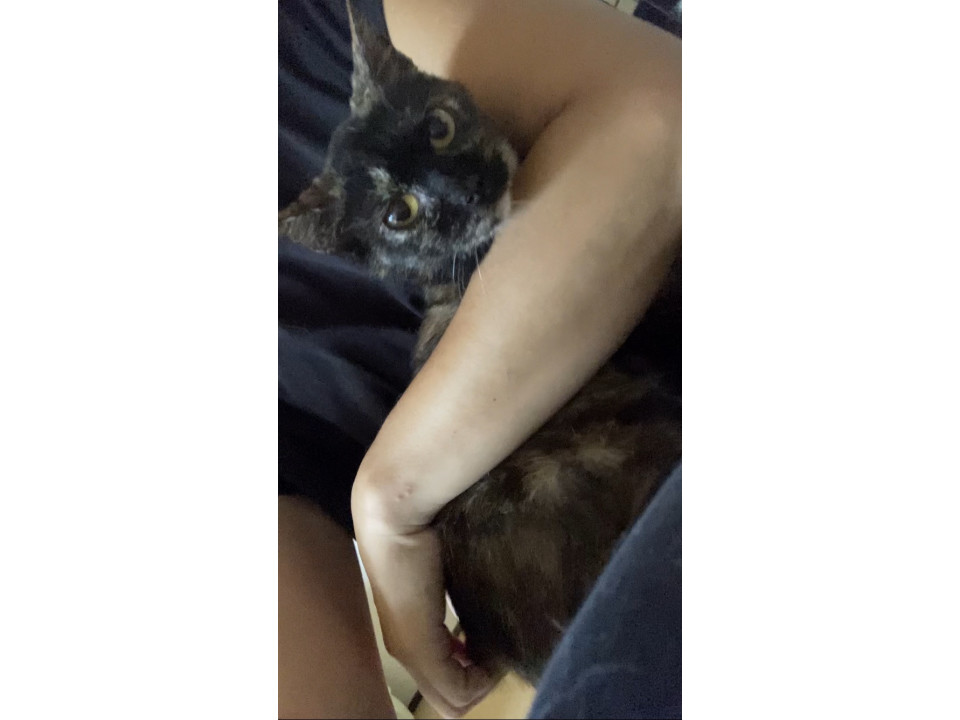 生後半年〜8ヶ月くらいサビ猫の女の子です