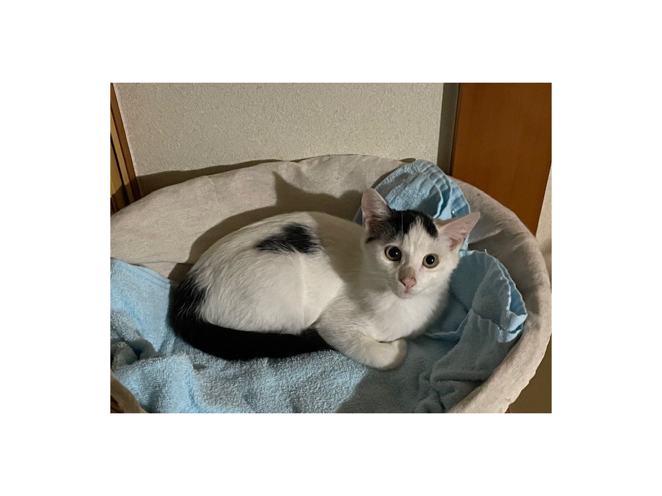 かわいい三兄妹