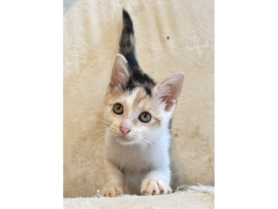 つぶらな瞳の三毛猫ちゃん2ヶ月半です
