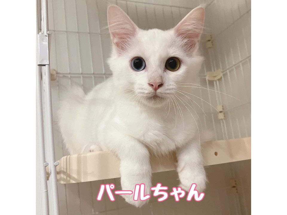 【9/21譲渡会】パール兄妹一緒に