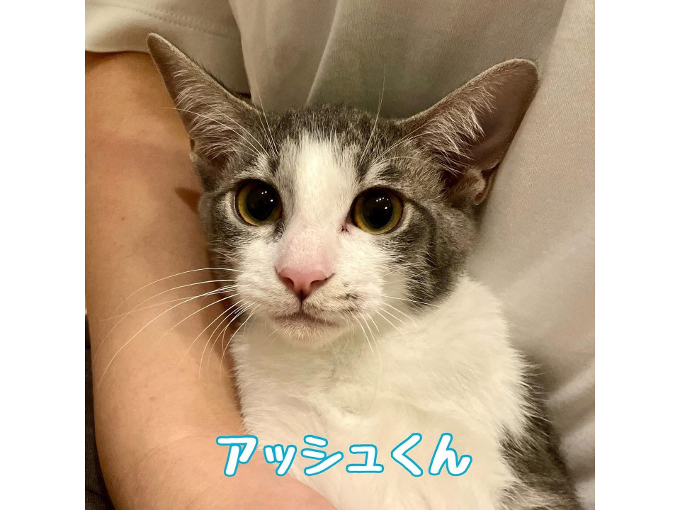 【9/21譲渡会】アッシュ兄妹一緒に