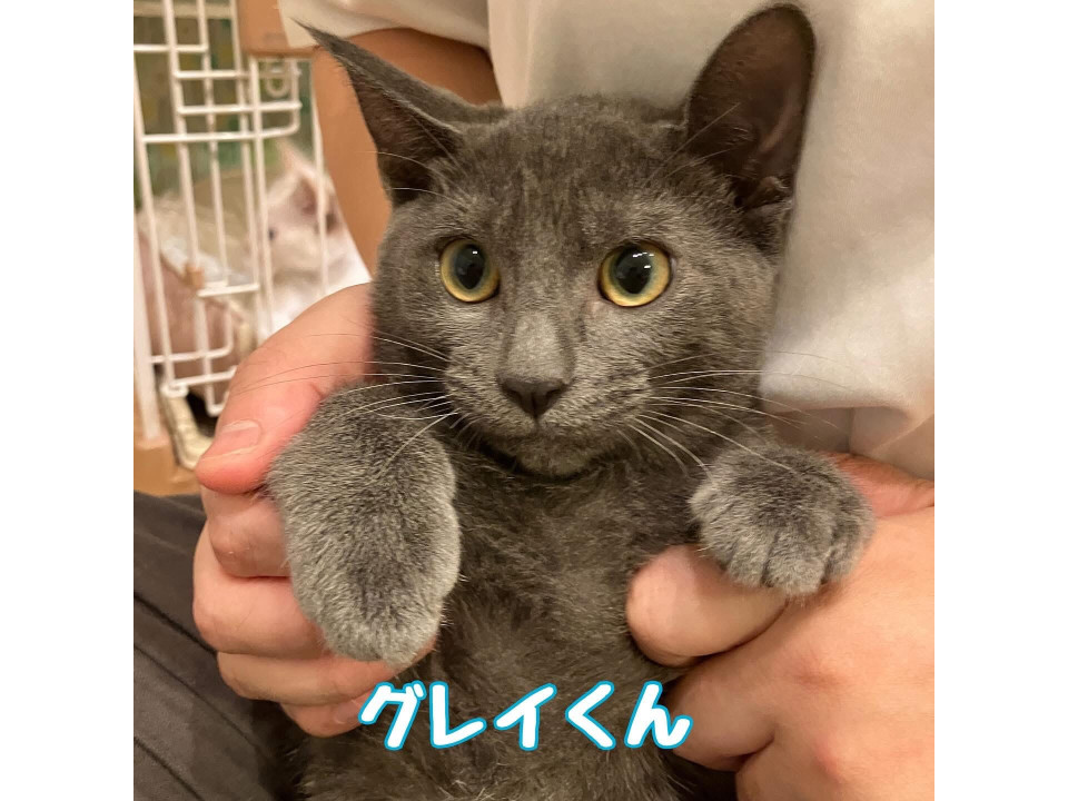 【9/21譲渡会】グレイ兄妹一緒に