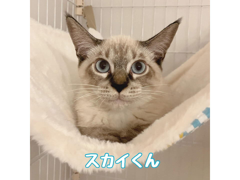 【9/21譲渡会】スカイ兄妹一緒に