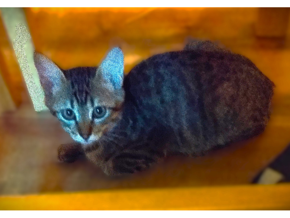 大人しくシャイガールのキジネコちゃん