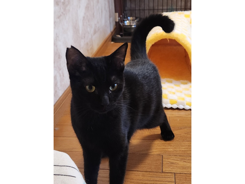 黒猫のラルーくん