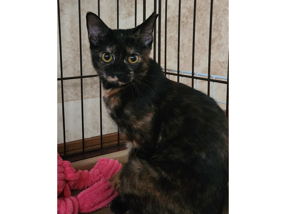 黒サビのハラミちゃん