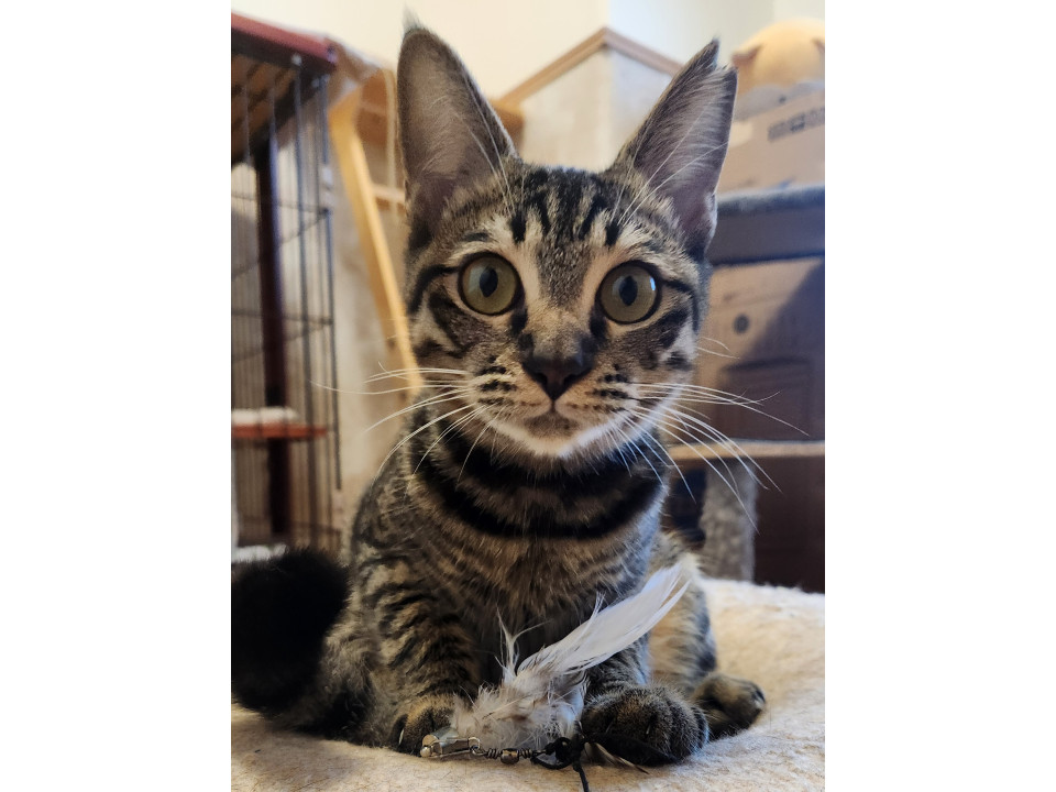 キジトラのテールちゃん