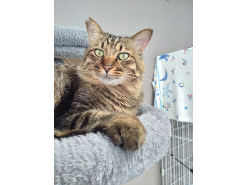 長毛キジトラちゃん