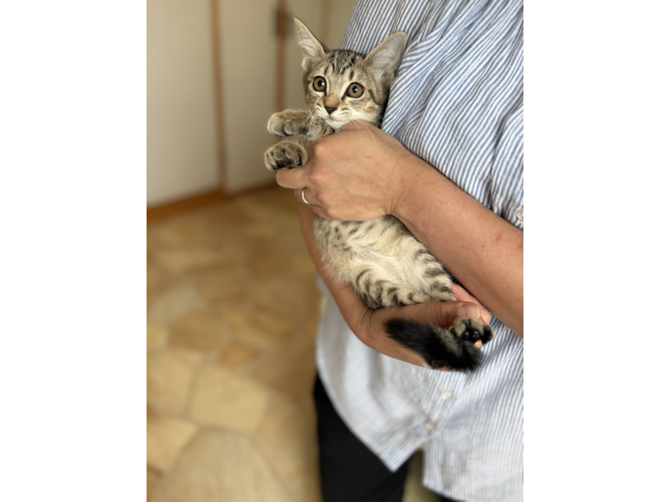 白猫5兄妹で唯一のキジトラもんごちゃん♡