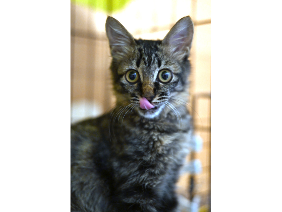 【ちょっとフサフサ】キジトラかわいい仔猫