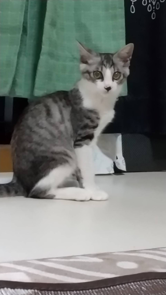 サバ白オス美形