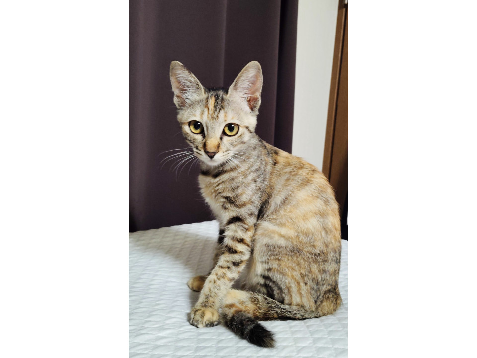 生後3ヶ月〜4ヶ月の子猫
